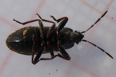 Rhyparochromidae