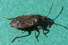 Rhyparochromidae