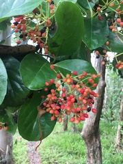Viburnum odoratissimum
