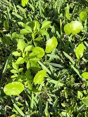 Hydrocotyle bonariensis