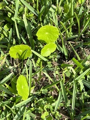 Hydrocotyle bonariensis