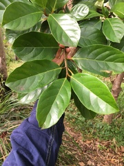 Viburnum odoratissimum