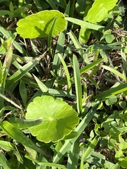 Hydrocotyle bonariensis