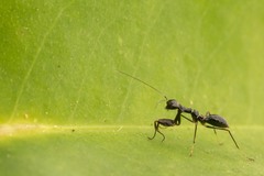 Odontomantis