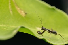 Odontomantis