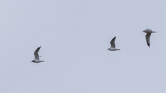 Larus brachyrhynchus
