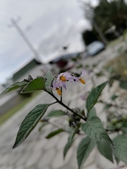 Solanum nigrescens