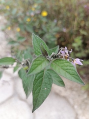 Solanum nigrescens