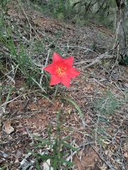 Cyrtanthus sanguineus