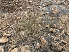 Ephedra nevadensis