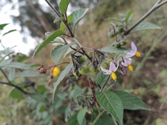 Solanum nigrescens