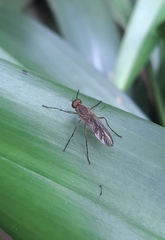 Chiromyzinae