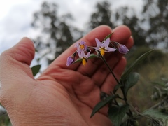 Solanum nigrescens