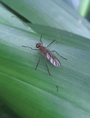 Chiromyzinae