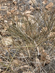 Ephedra nevadensis