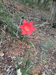 Cyrtanthus sanguineus
