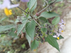 Solanum nigrescens