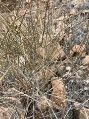 Ephedra nevadensis