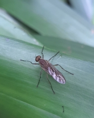 Chiromyzinae