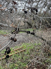 Andricus quercuscalifornicus