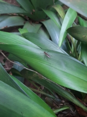 Chiromyzinae