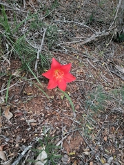 Cyrtanthus sanguineus