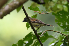 Pachyramphus polychopterus