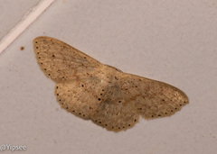 Scopula minorata