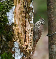 Lepidocolaptes souleyetii