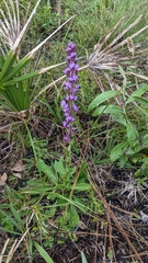 Liatrinae