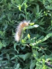 Estigmene acrea