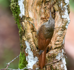 Lepidocolaptes souleyetii