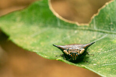 Alcimocoris japonensis