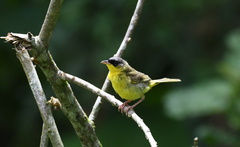 Geothlypis poliocephala