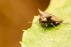 Alcimocoris japonensis