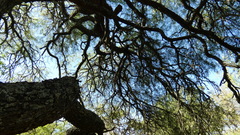 Prosopis nigra