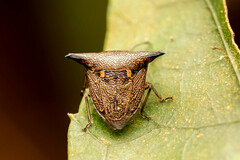 Alcimocoris japonensis