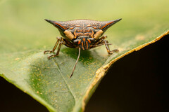 Alcimocoris japonensis