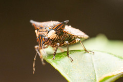 Alcimocoris japonensis