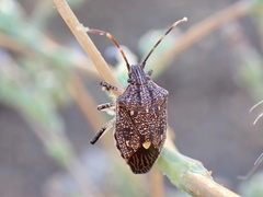 Oncocoris apicalis