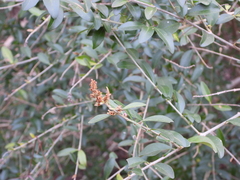 Ligustrum quihoui