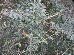 Ligustrum quihoui