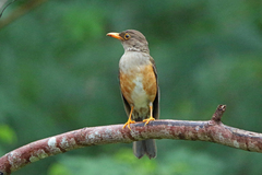 Turdus poliocephalus