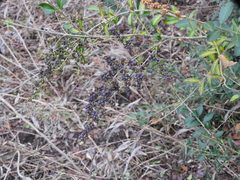 Ligustrum quihoui
