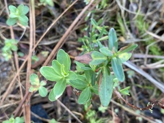 Hypericum crux-andreae