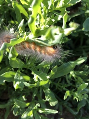 Estigmene acrea