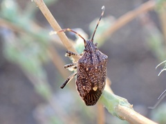 Oncocoris apicalis