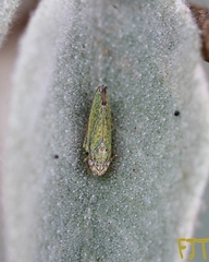 Graphocephala guerreroensis