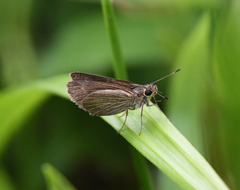 Vehilius stictomenes