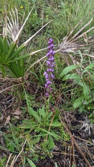 Liatrinae